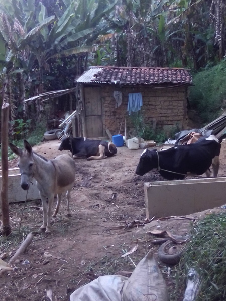 Burro e vacas no quintal de um casebre na área rural