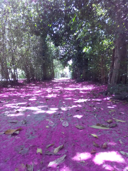 Estrada cor de rosa coberta por flores