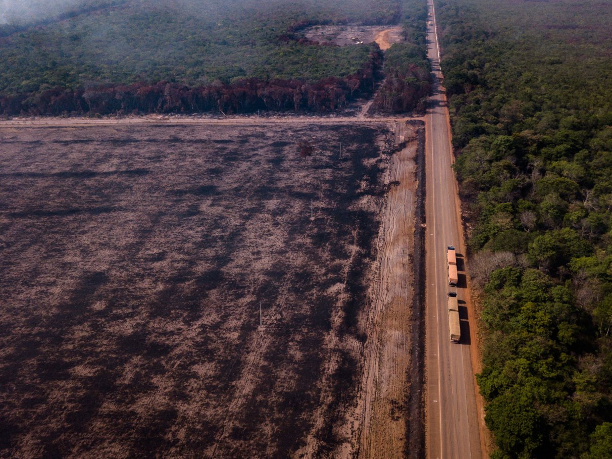 Resumo: a história do desmatamento da Amazônia