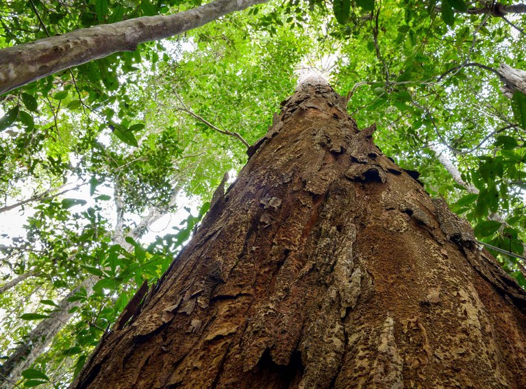 Pau-brasil: a história de exploração da árvore que batizou o país