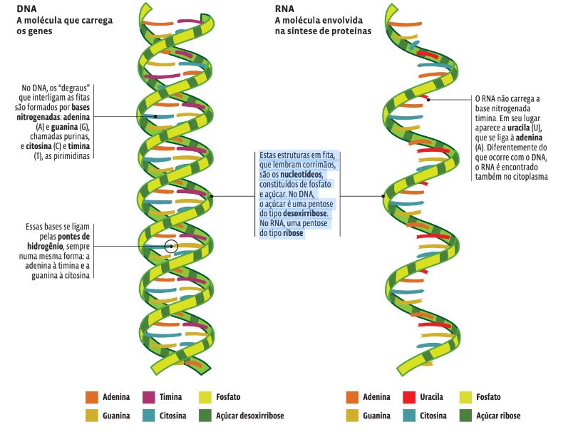 filamentos de DNA e RNA