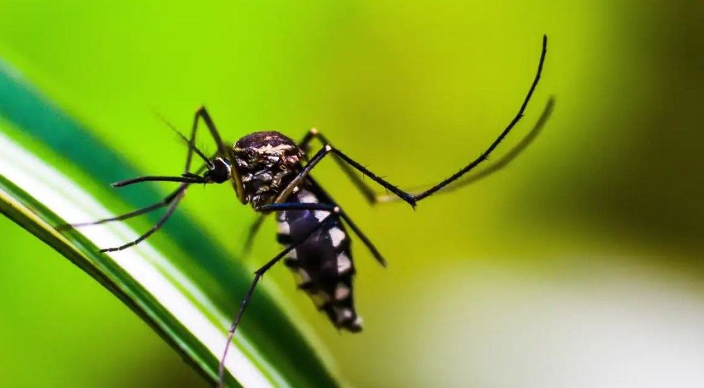 Epidemia de dengue ameaça o Brasil – e Aedes pode transmitir mais doenças