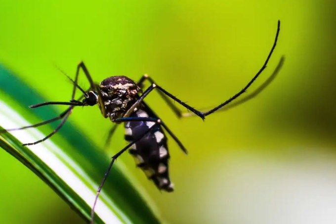 aedes mosquito dengue