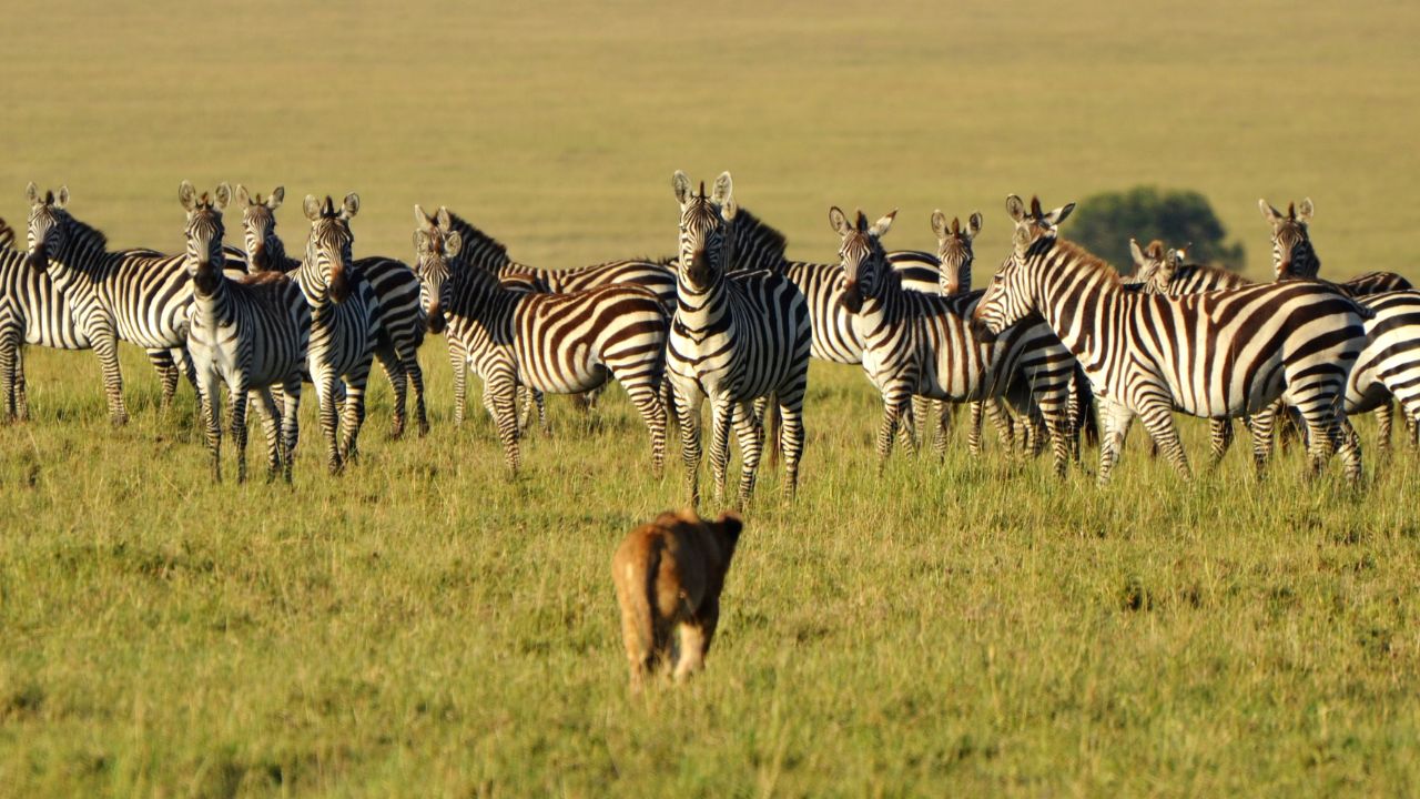 leão olhando para zebras