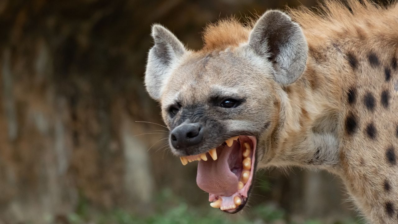 iena ou hiena