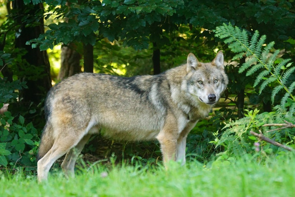 lobo na floresta