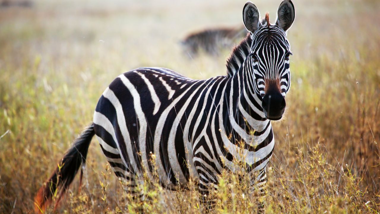 zebra listrada