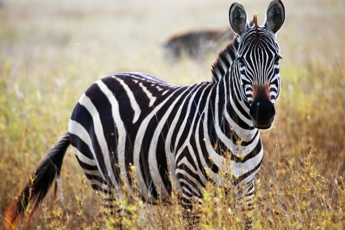 zebra listrada