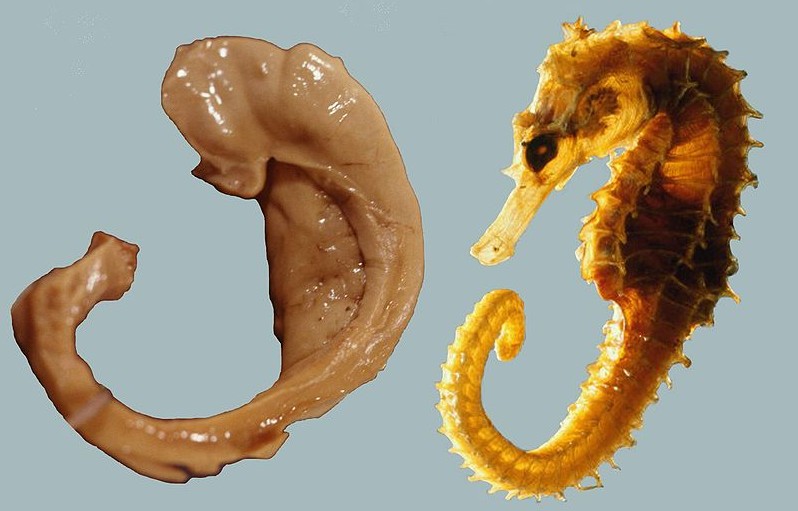 Comparação de um hipocampo com um cavalo-marinho