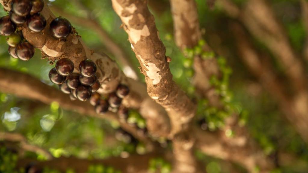 “Jaboticaba” ou “jabuticaba”: qual é o certo?