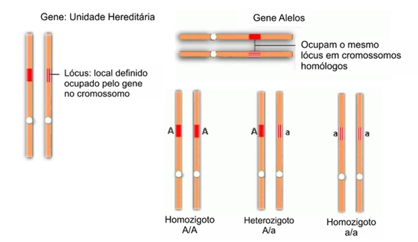 infográfico explicando diferença entre heterozigotos e homozigotos
