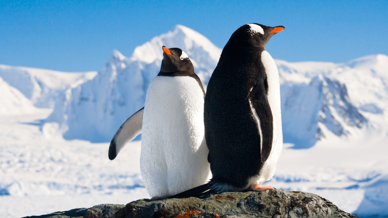 dois penguins no gelo