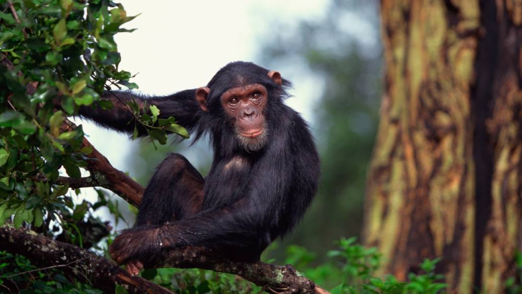 “Chimpanzé” ou “chipanzé”: qual é o certo?