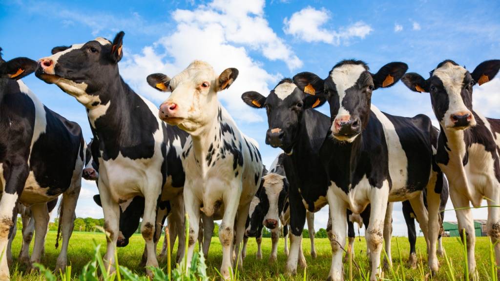 Qual é o coletivo de vaca?