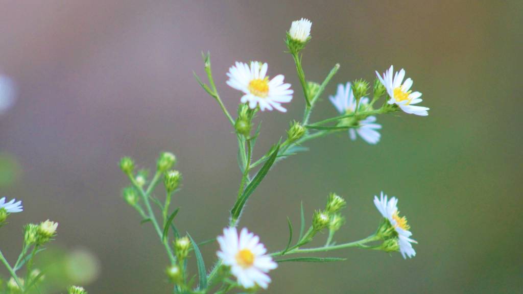 Qual é o plural de florzinha: florzinhas ou florezinhas?