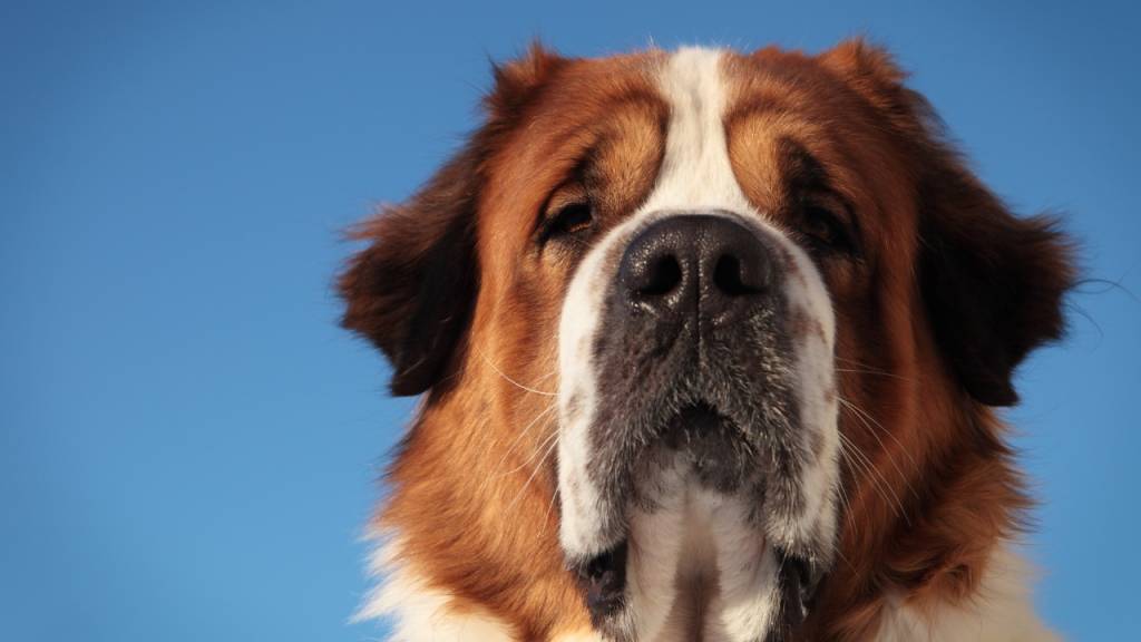 Qual é o aumentativo de ‘cão’?