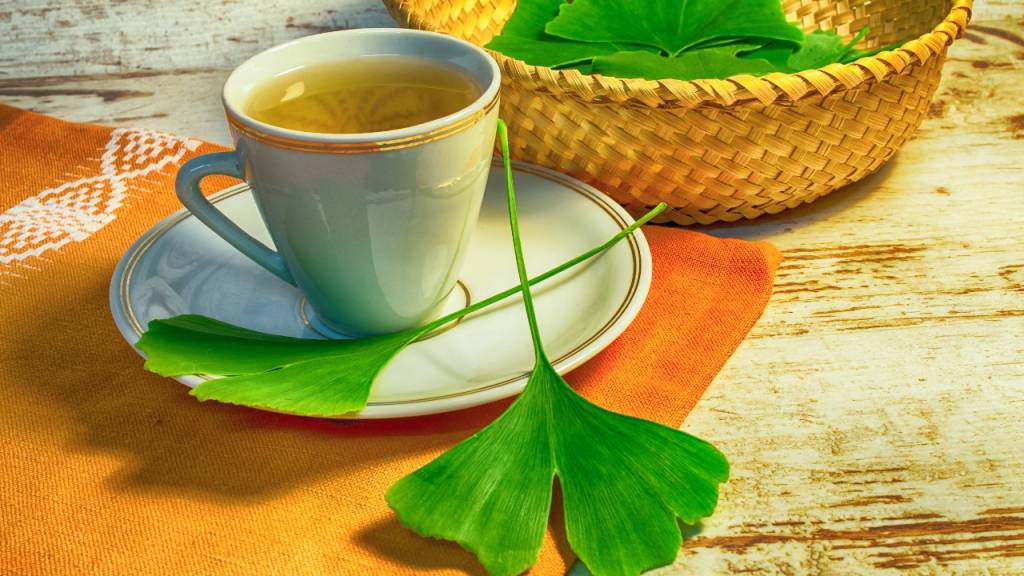 benefícios do chá para os estudos – chá Ginkgo biloba benefícios do chá para os estudos - chá Ginkgo biloba
