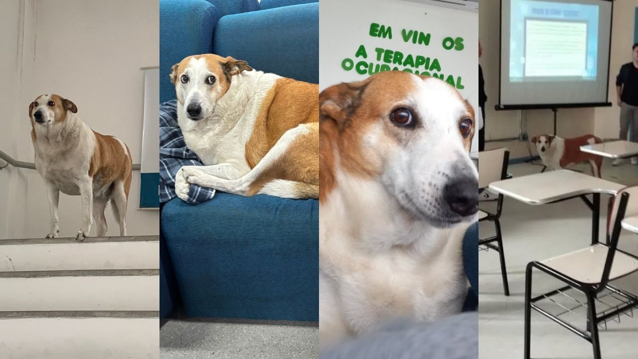Colagem de 4 fotos do cachorro Silveira