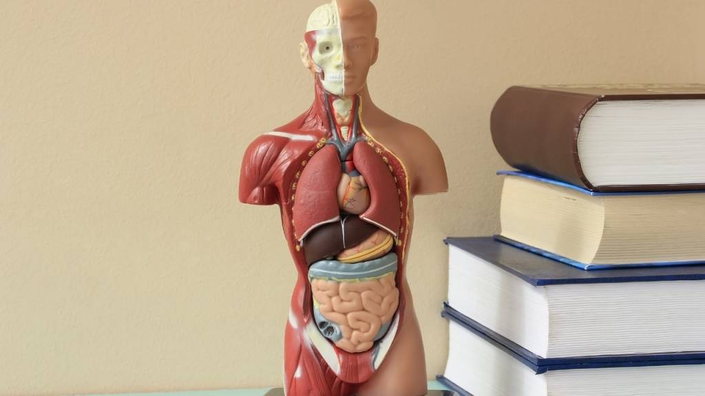 Você sabe qual é o maior órgão do corpo humano? Descubra o tamanho