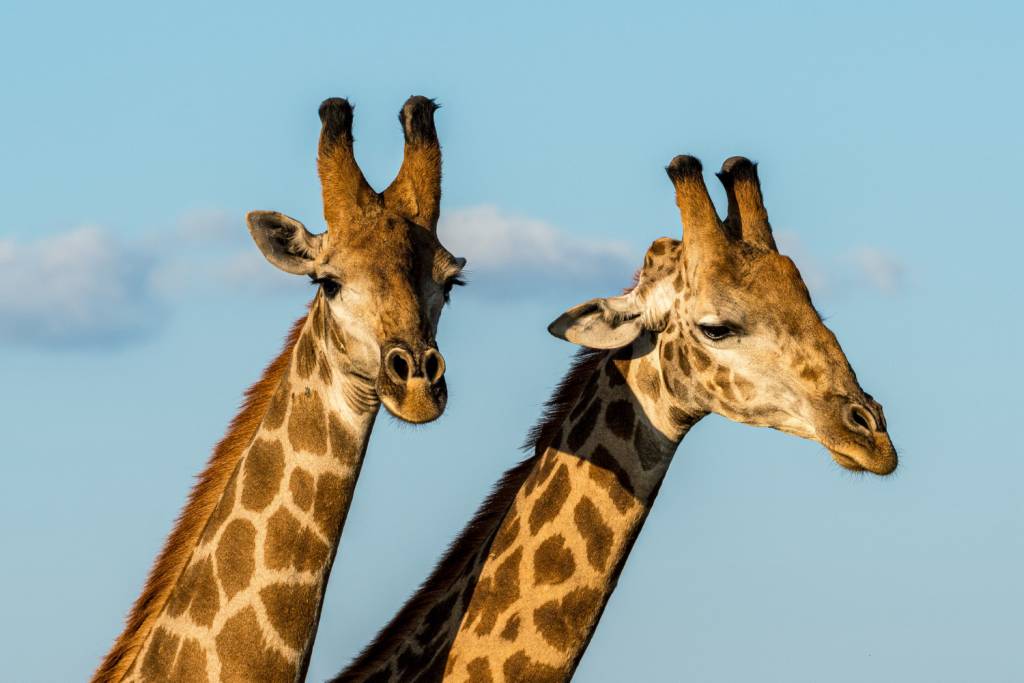 Qual é o masculino de girafa?