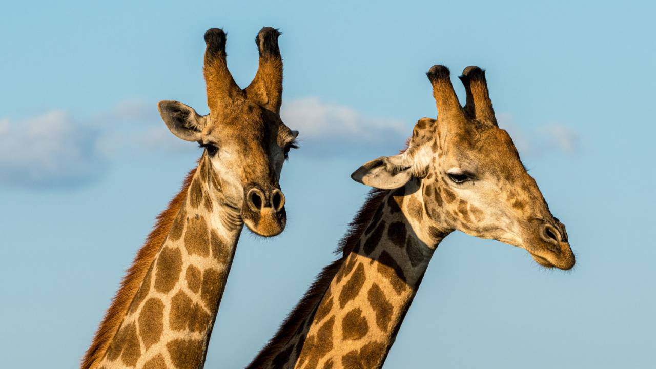 Duas girafas machos ao pôr do sol em Kruger NP, África do Sul