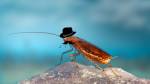 barata macho