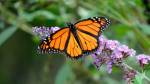 borboleta