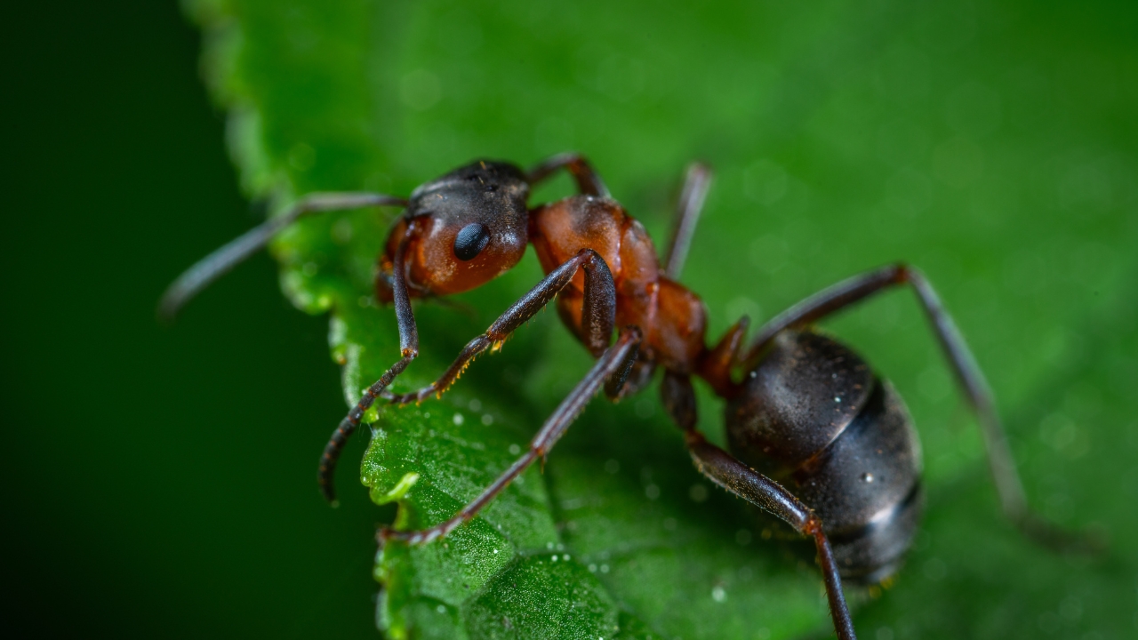 formiga macho