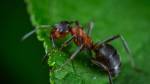 formiga macho