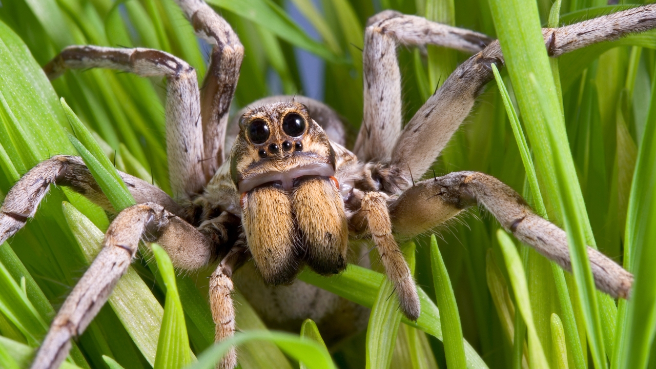 qual o masculino de aranha