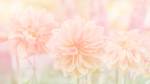 tons pastel