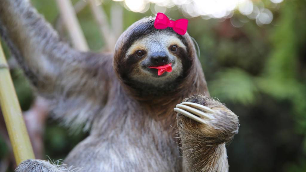 Qual o feminino de bicho-preguiça?