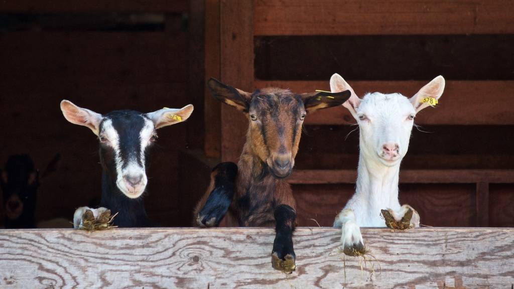 Qual o coletivo de cabras?