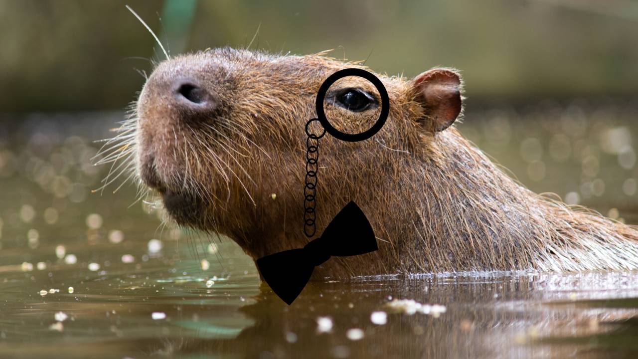 masculino de capivara