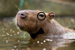 masculino de capivara
