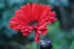 flor aumentativo