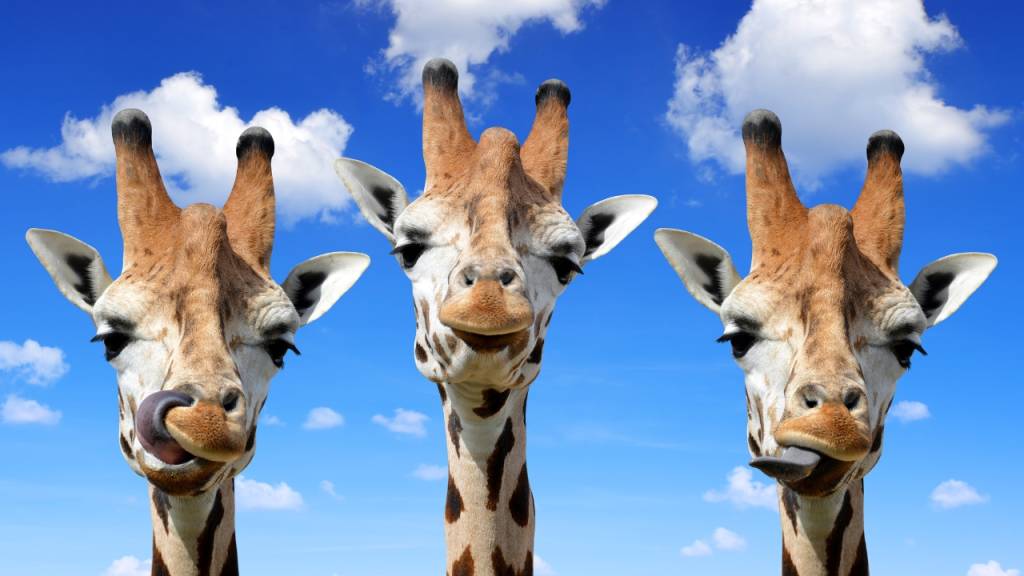 Qual é o coletivo de girafa?