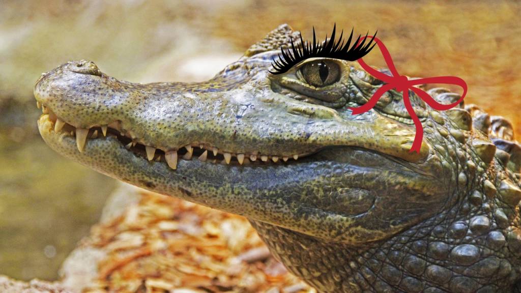 Qual é o feminino de jacaré?