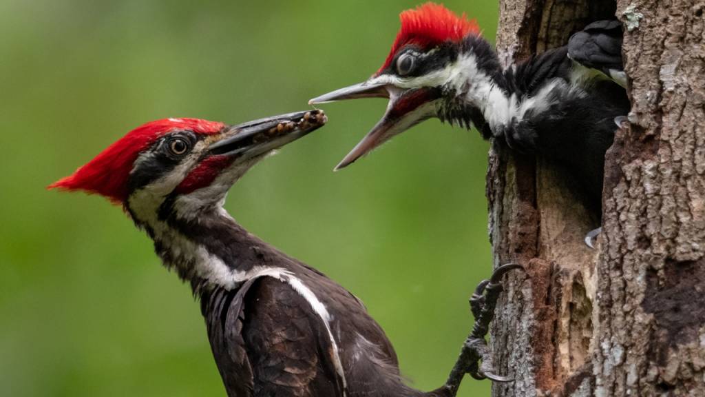 Qual o plural de pica-pau?