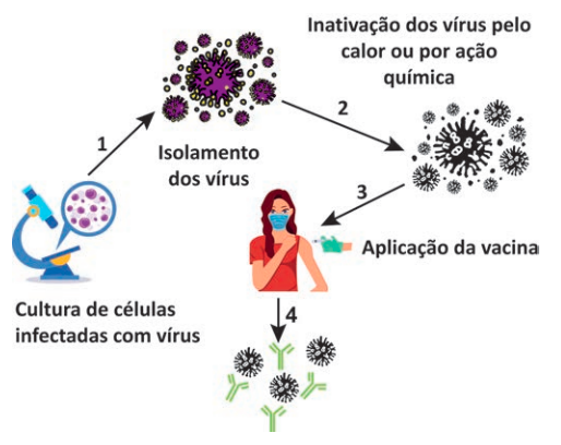 Fluxograma ilustrando a produção de vacinas virais em quatro etapas: cultura celular, isolamento viral, inativação viral e aplicação da vacina.
