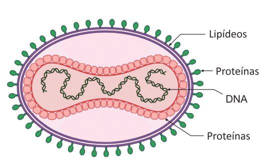 Ilustração de um vírus com camadas identificadas: lipídios externos, uma camada intermediária de proteínas e DNA interno. Espículas verdes circundam a forma oval rosa.