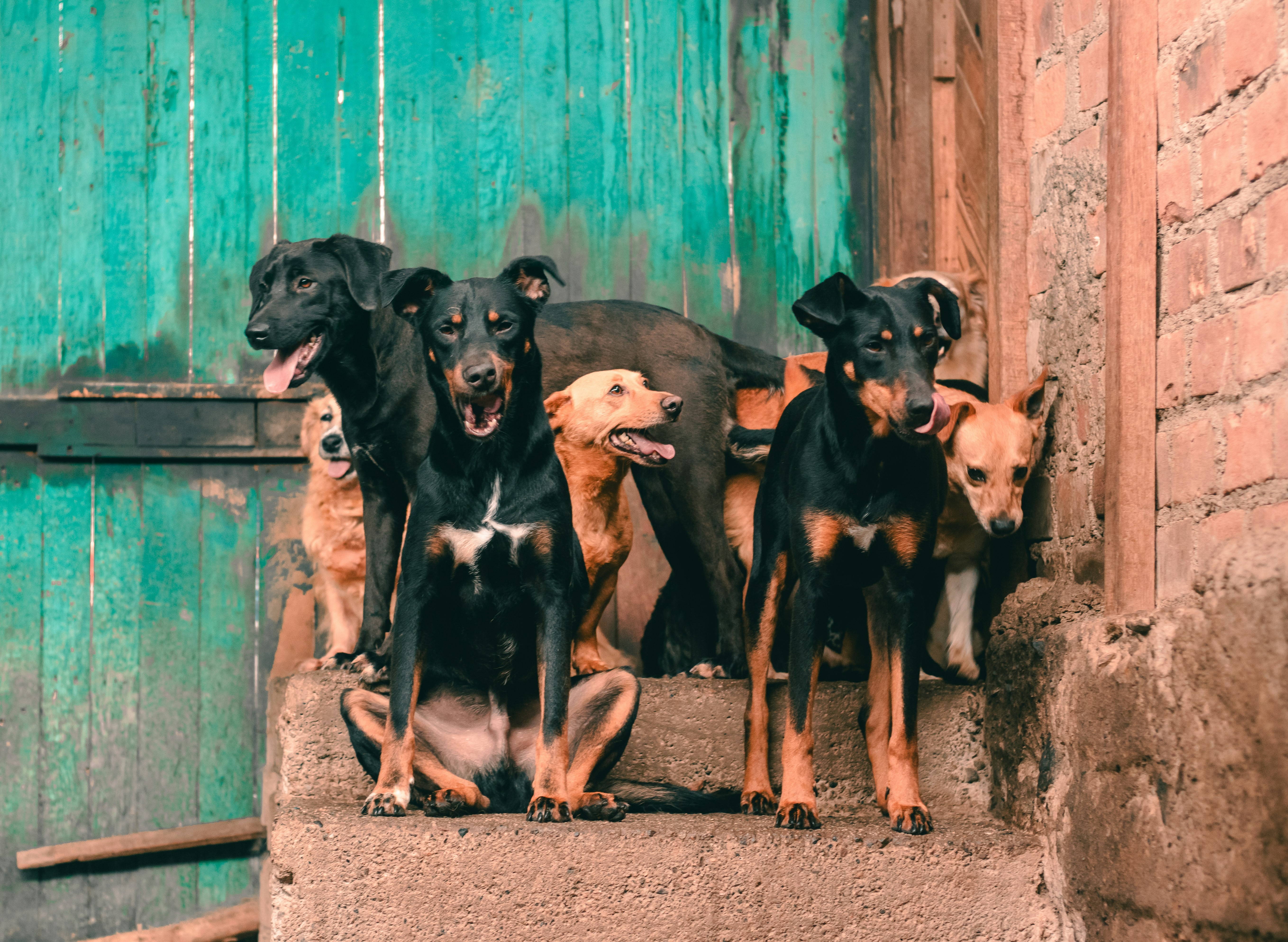 Um grupo de cães de rua, alguns pretos com manchas marrons e outros caramelo, em frente a uma parede de madeira verde e uma de tijolos, alguns com a boca aberta e a língua para fora