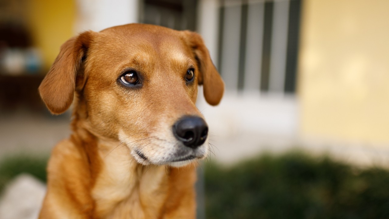 Cachorro de porte médio, pelagem marrom-dourada, orelhas caídas e focinho preto, olhando para o lado direito com expressão atenta. O fundo desfocado mostra uma parede amarela e uma grade branca