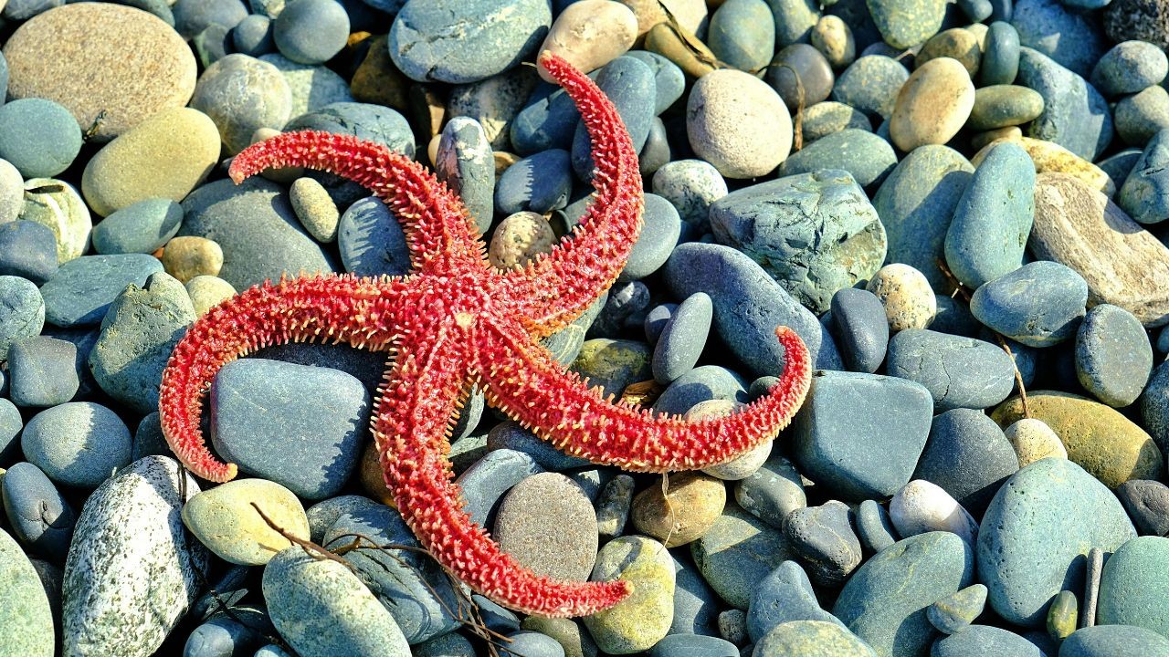 Estrela-do-mar vermelha com textura pontiaguda, deitada sobre uma cama de pedras de praia lisas e arredondadas em tons de cinza, azul e bege